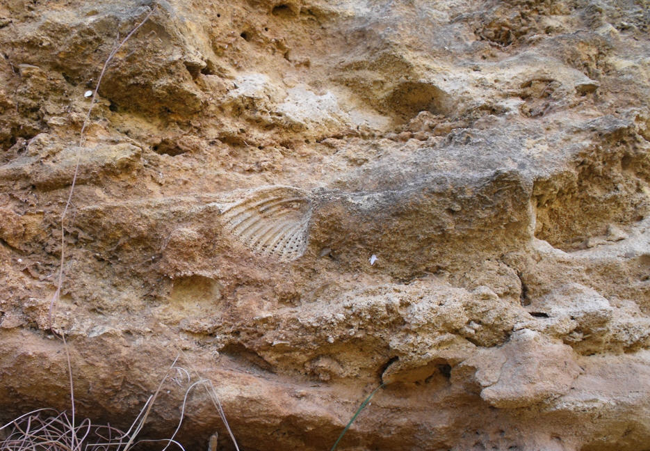 Impronte con dubbi su specie di Cardium